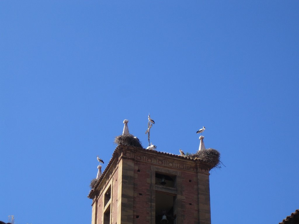 Il Cammino - Najera, cicogne by Mariano Minaudo