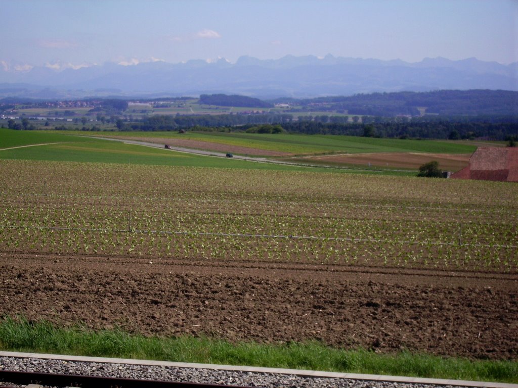 Ins - View to the far Alpes by saschafuchs