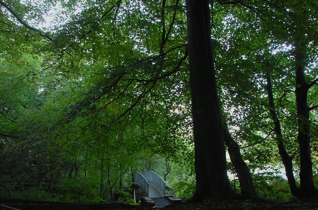 Under the trees by David Humphreys