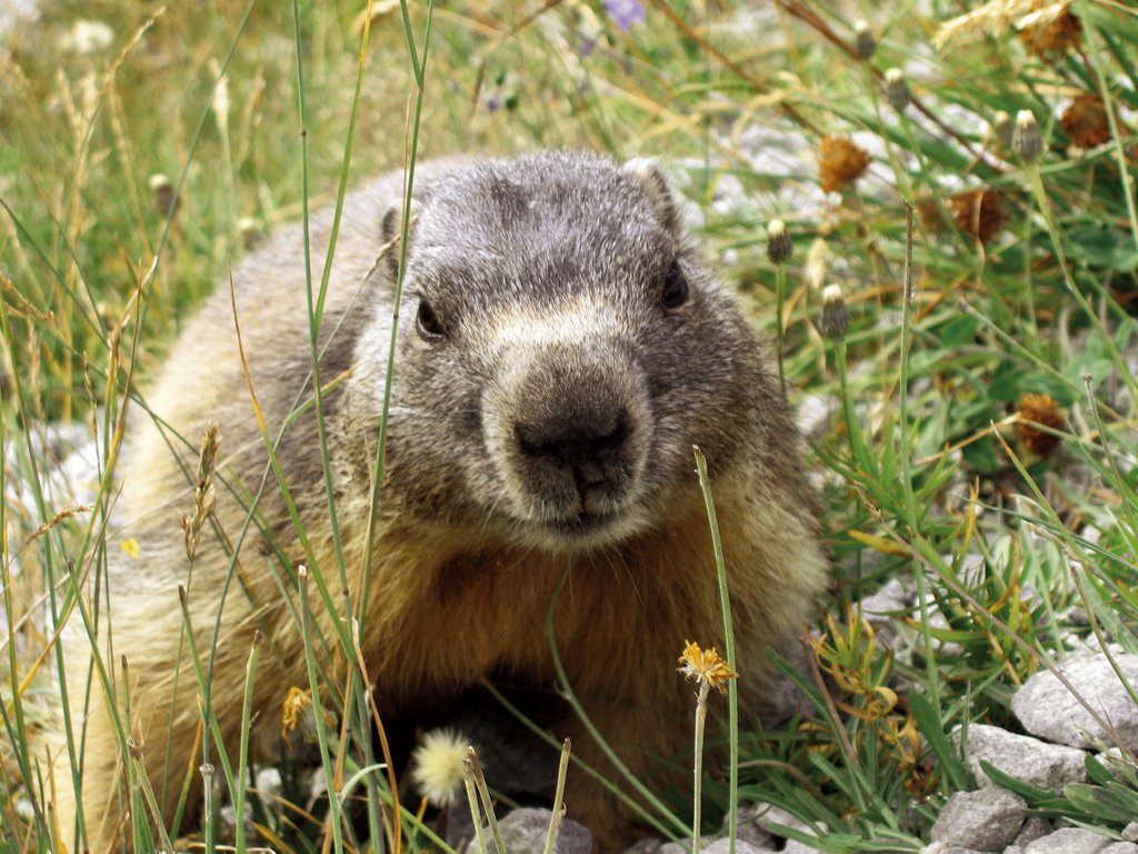 Marmotte vers le Glacier Blanc by rubren