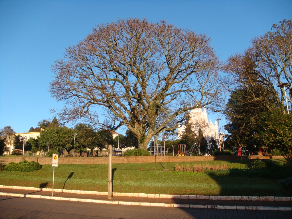 A imponente árvore na Praça da Matriz de São Luiz Gonzaga! by melissa.cunha