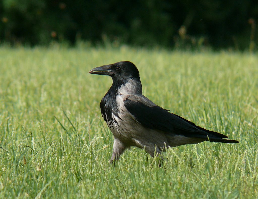 Dolmányos varjú - Hooded Crow - Corvus cornix by fodipali