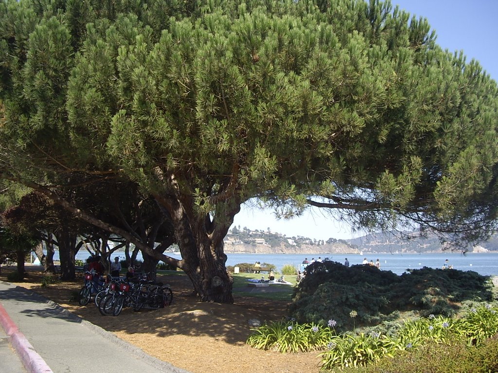 Tree and bikes at Sausalito by Paolo Vaghi