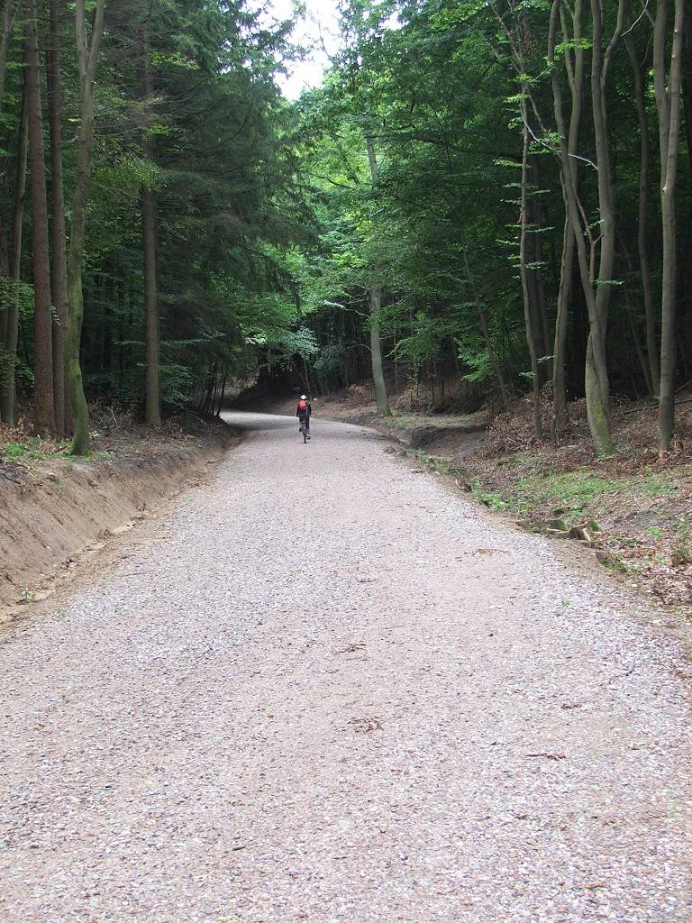 Wood of Sopot - road after removing (Aug 2008) by wza