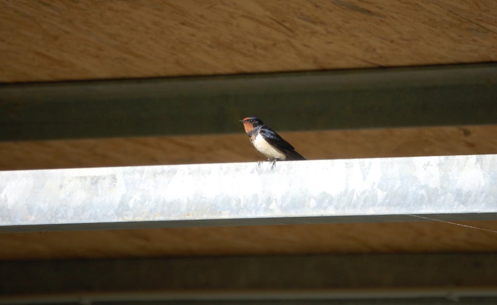 Swallow on the watch by Lecleire Jacques