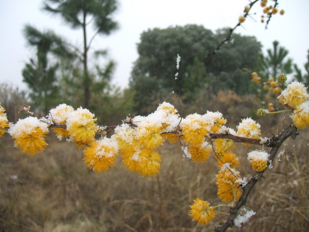 Acacia Caven en flor nevada by Mario Ezio Juan De M…