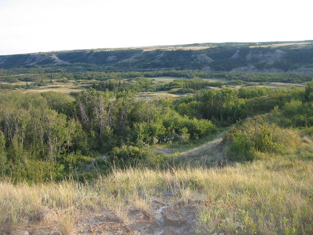 Golden Grassland And Lush Forests Below - The Red Deer North of Drumheller AB by David Cure-Hryciuk