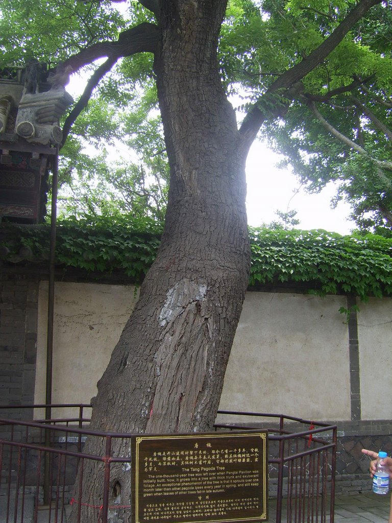 The Tang Pagoda Tree, 1000 years old in Penglai Pavillion by ashish saxena