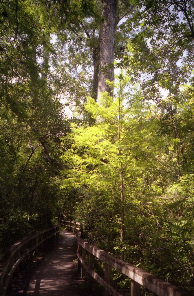 Fakahatchee Strand State Preserve_FL_2003-p13 by lightbenders