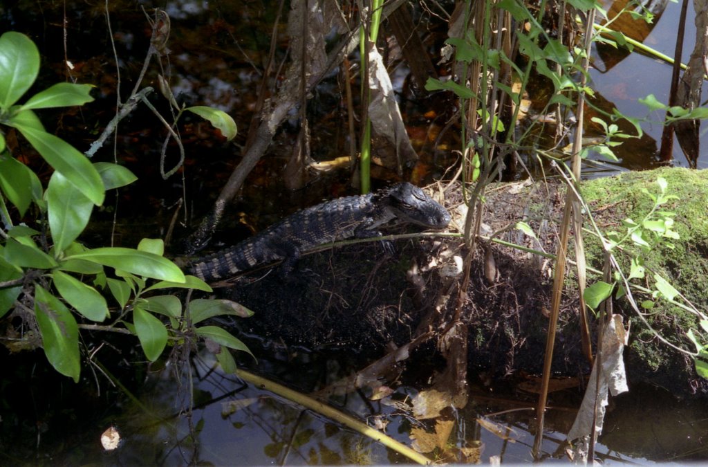 Fakahatchee Strand State Preserve_FL_2003-p12 by lightbenders