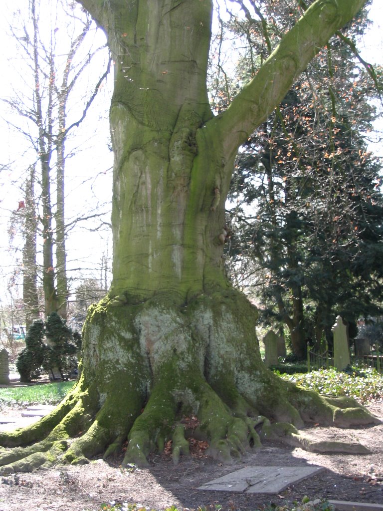 Biggest beech in the Netherlands by © ARTHURdXYV