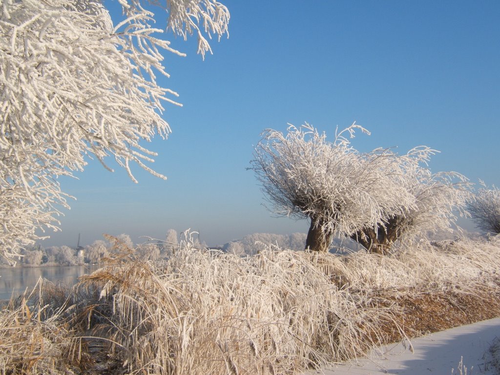 Besneeuwde knotwilgen by reclips