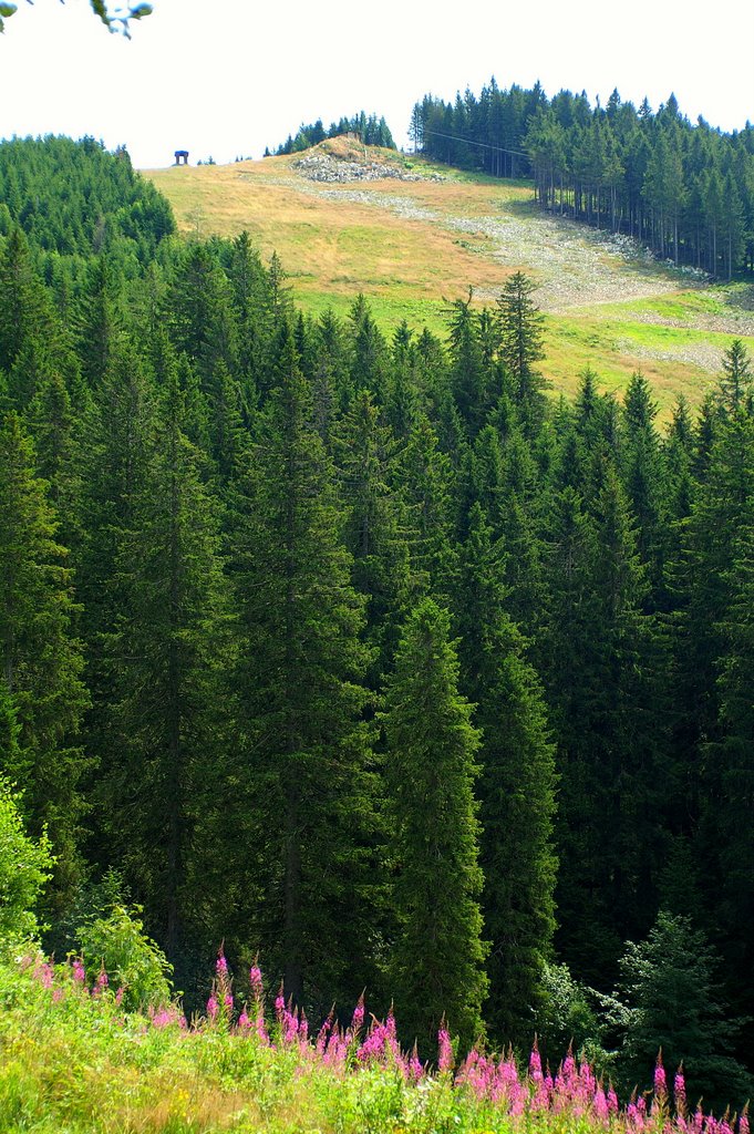 Stübenwasen Skiabfahrtshang by Der SIGGY