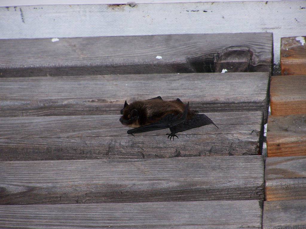 Un pipistrellino sul balcone!! by © Lorenzo Tonta