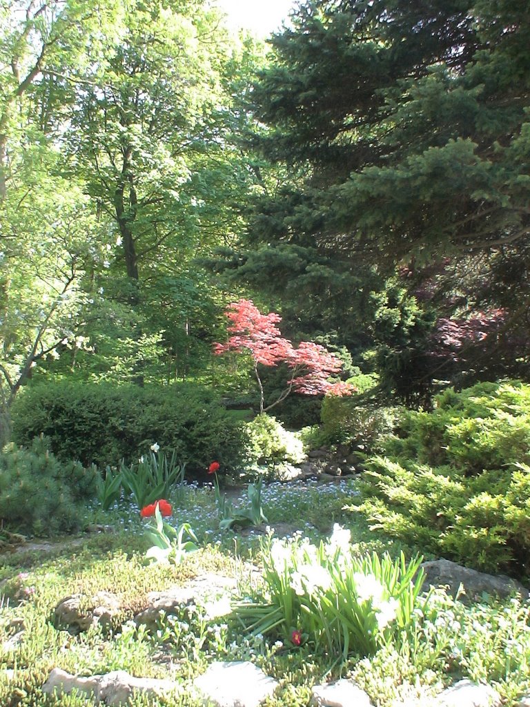 Spring in the James Gardens, Toronto by julianna szula