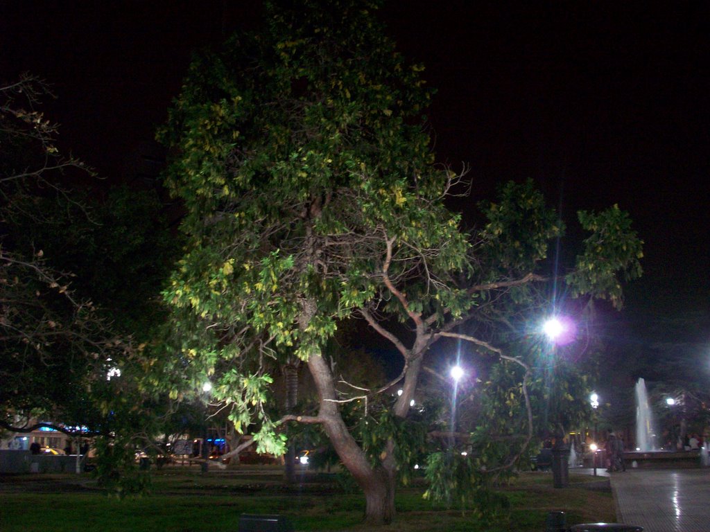 Plaza Roca, Arbol tomada de Noche by Carlos Dantes Pereyra