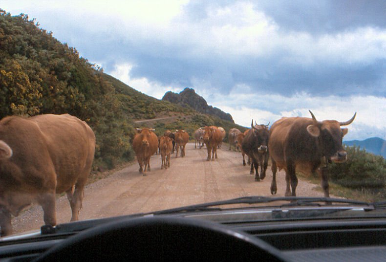 Prioridade às vacas by placosta