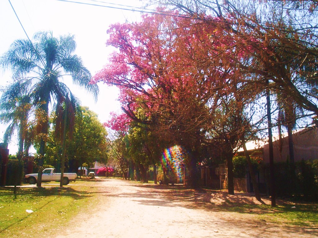 Calle de Tarcos y Lapachos by hectorbudeguer