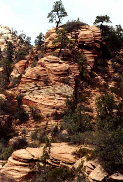 Zion Park by Drema Swader