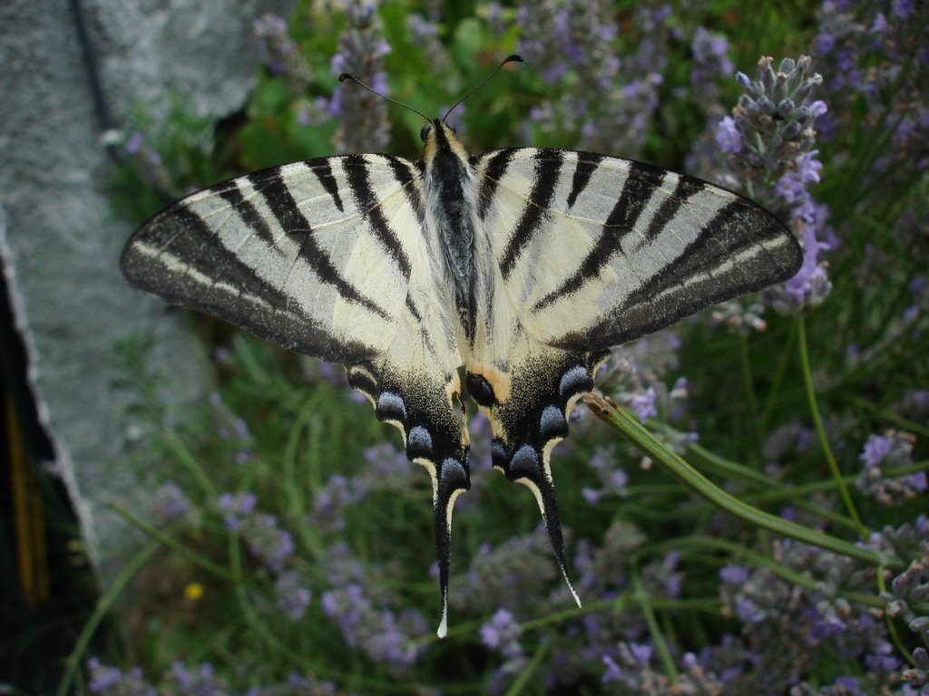 Iphiclides podalirium - Sassello (SV) by effeelle