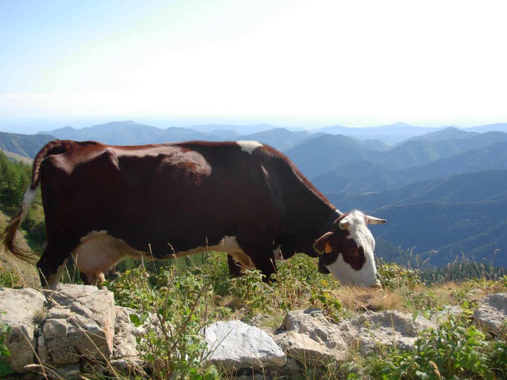 Vache et paysage by gunéra