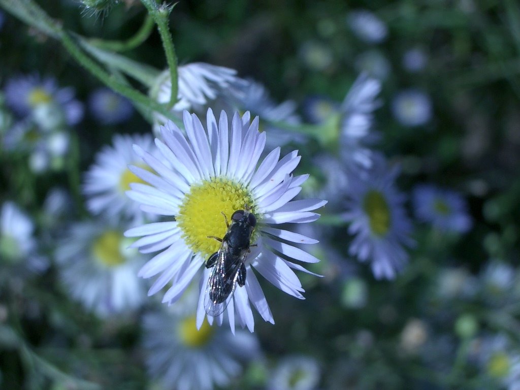 Burstel: Blüte by michaelR