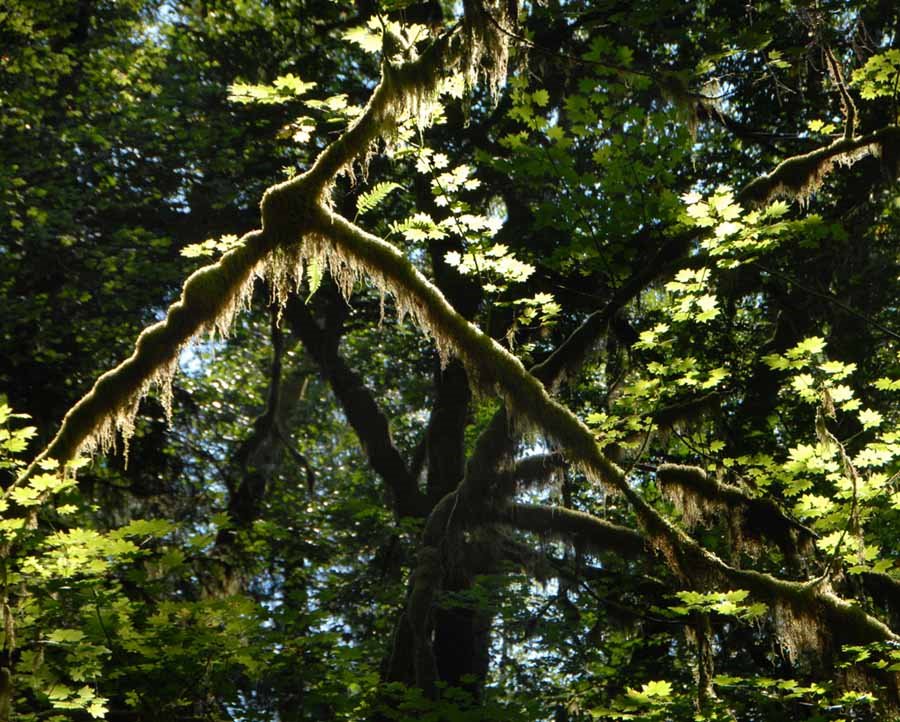 Moss covered vine maple - 200809LJW by Larry Workman QIN