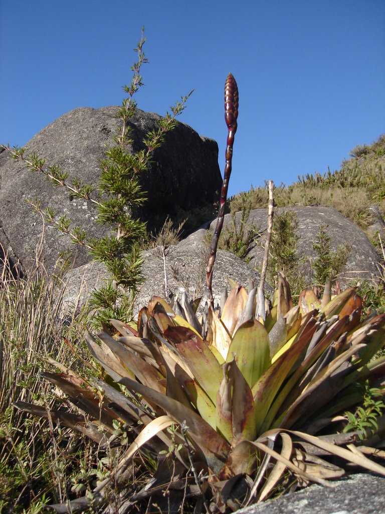 Bromeliaceae by Priscila Borges