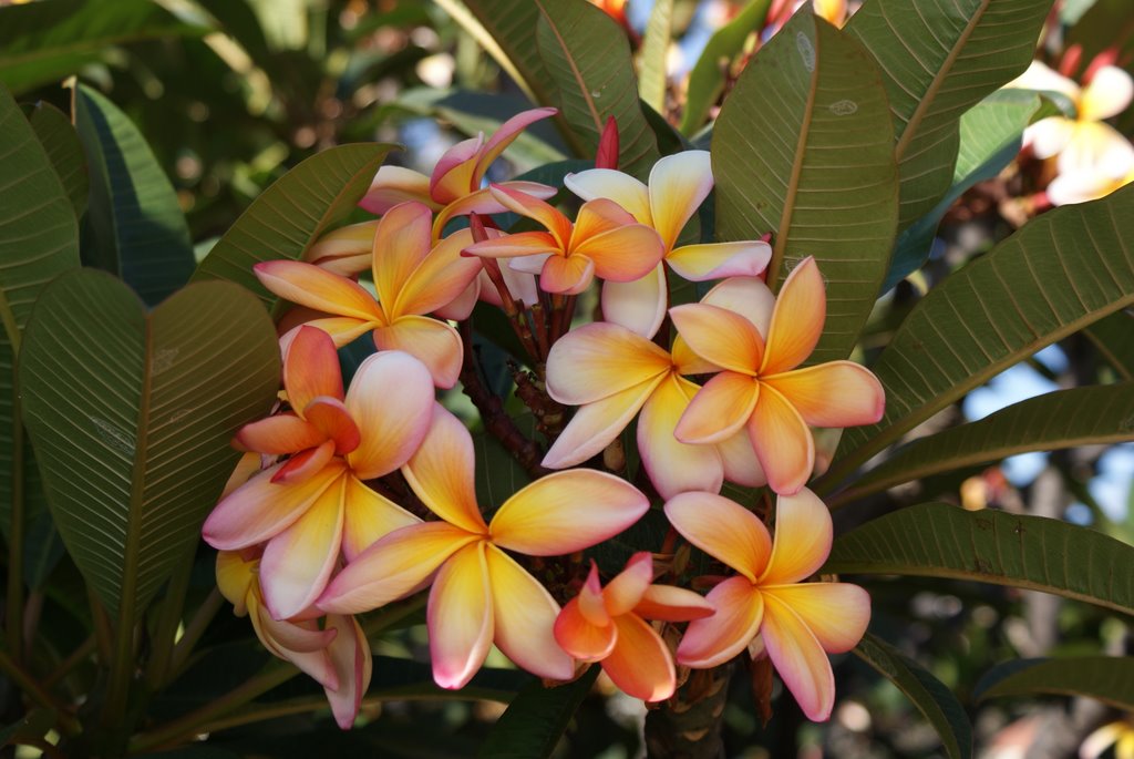 Flores da Madeira by António Torres