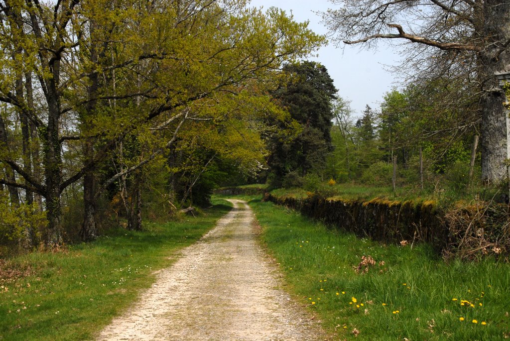 Aureil : chemin menant à Virolle by macrobert