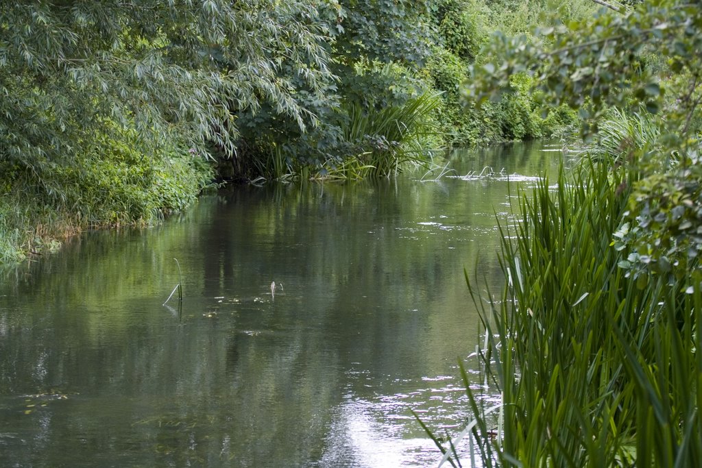 Twyford Lake Feed by shambapoo