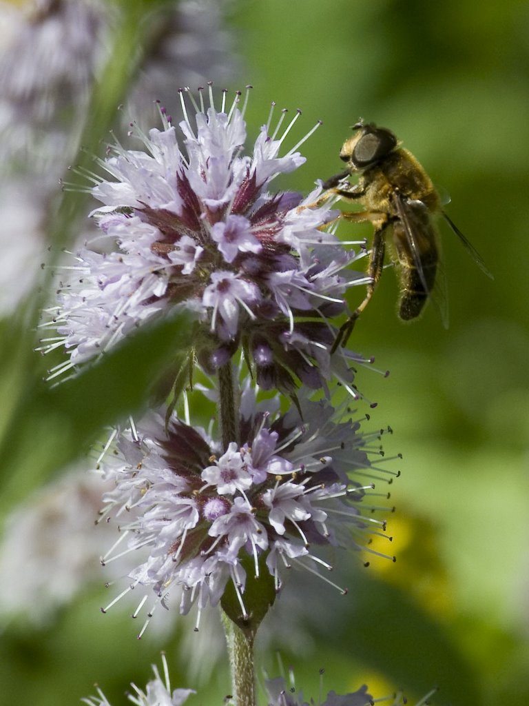 Twyford Bee by shambapoo