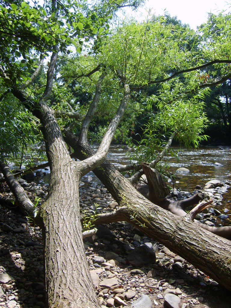 Trees by the Swale by mufcaholic