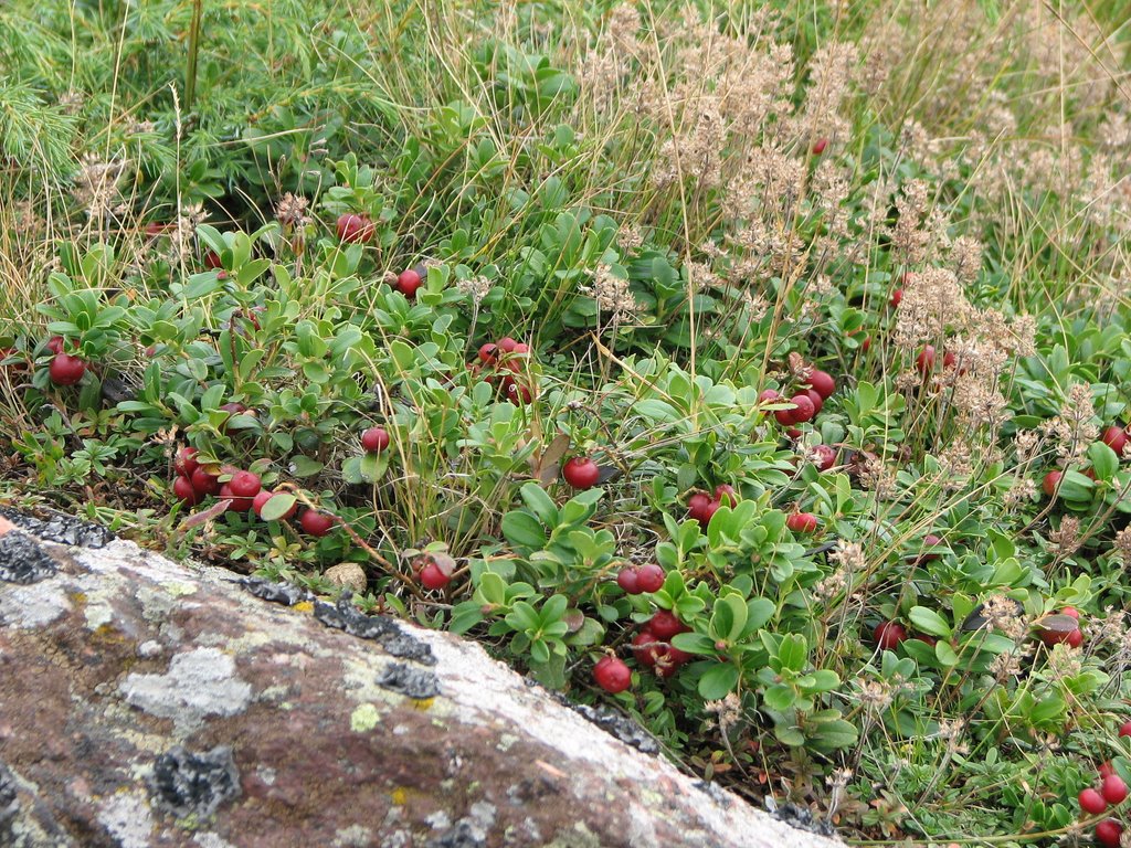 Cranberries; Brusnica by Igor Simic