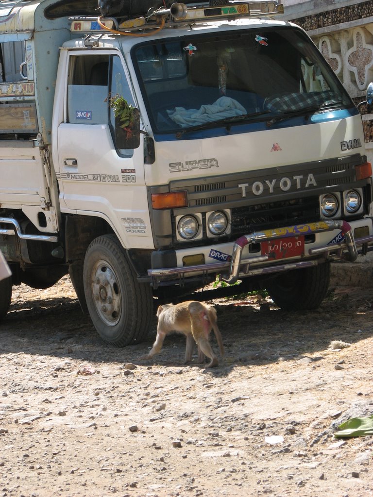 Typical. Both monkey and a truck by dennislad