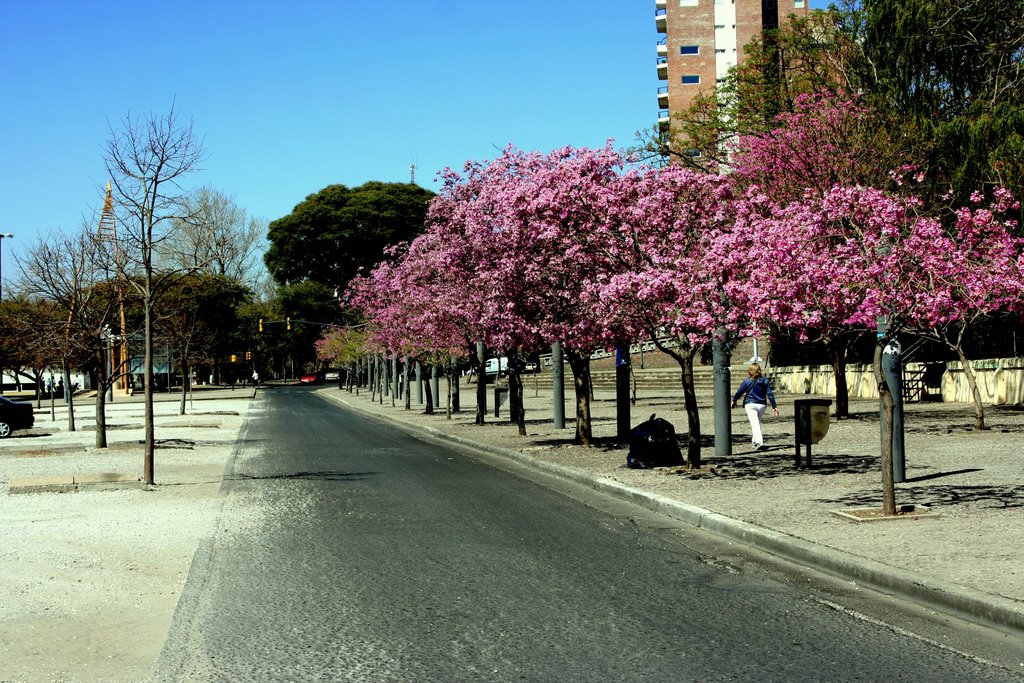 Lapachos en Parque España by Florencio Podesta