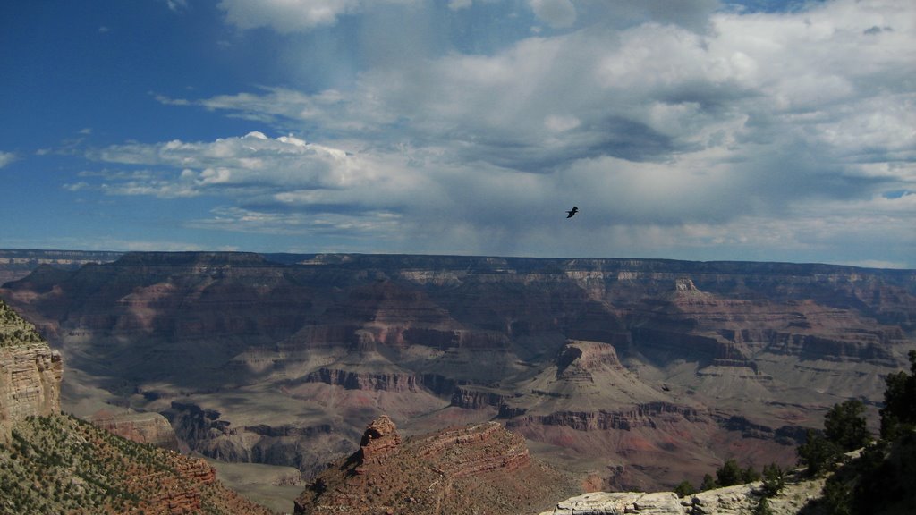 Grand Canyon Crow by pablo33