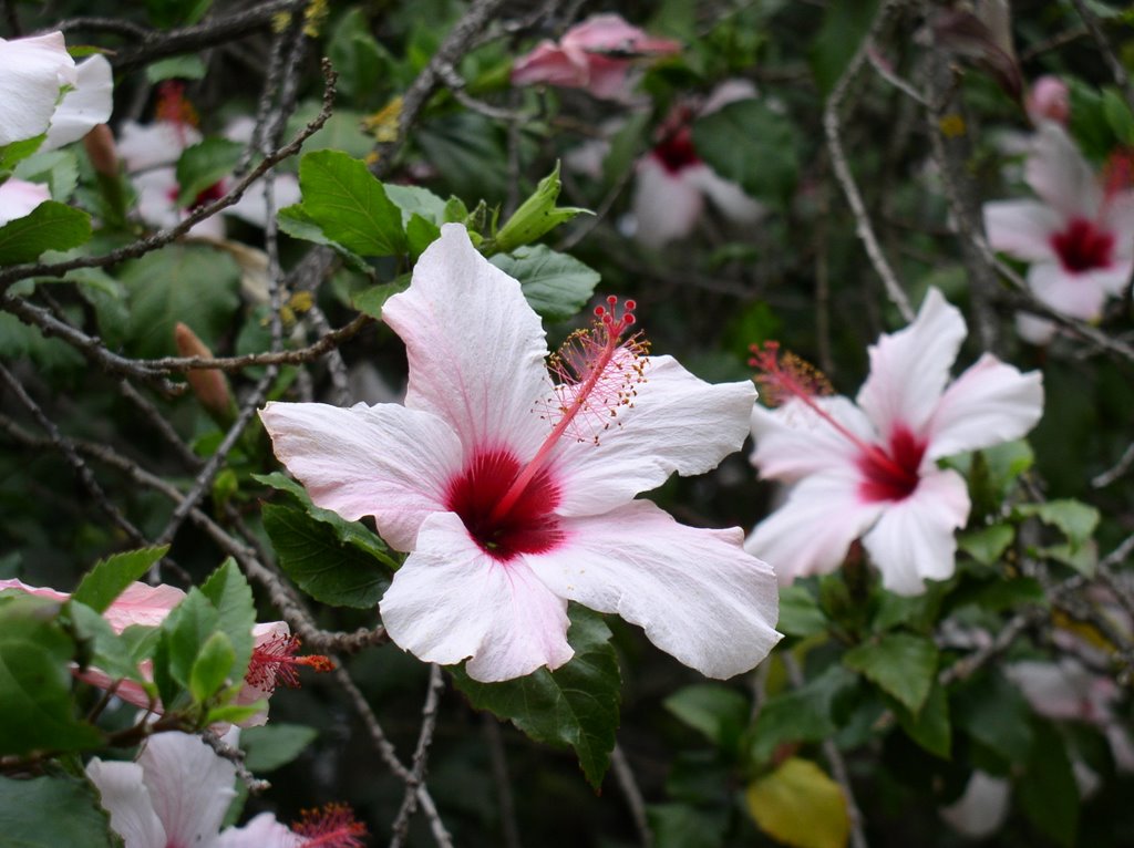 Hibiscus Rosa- sinensis (Rosa de China) by mundele.