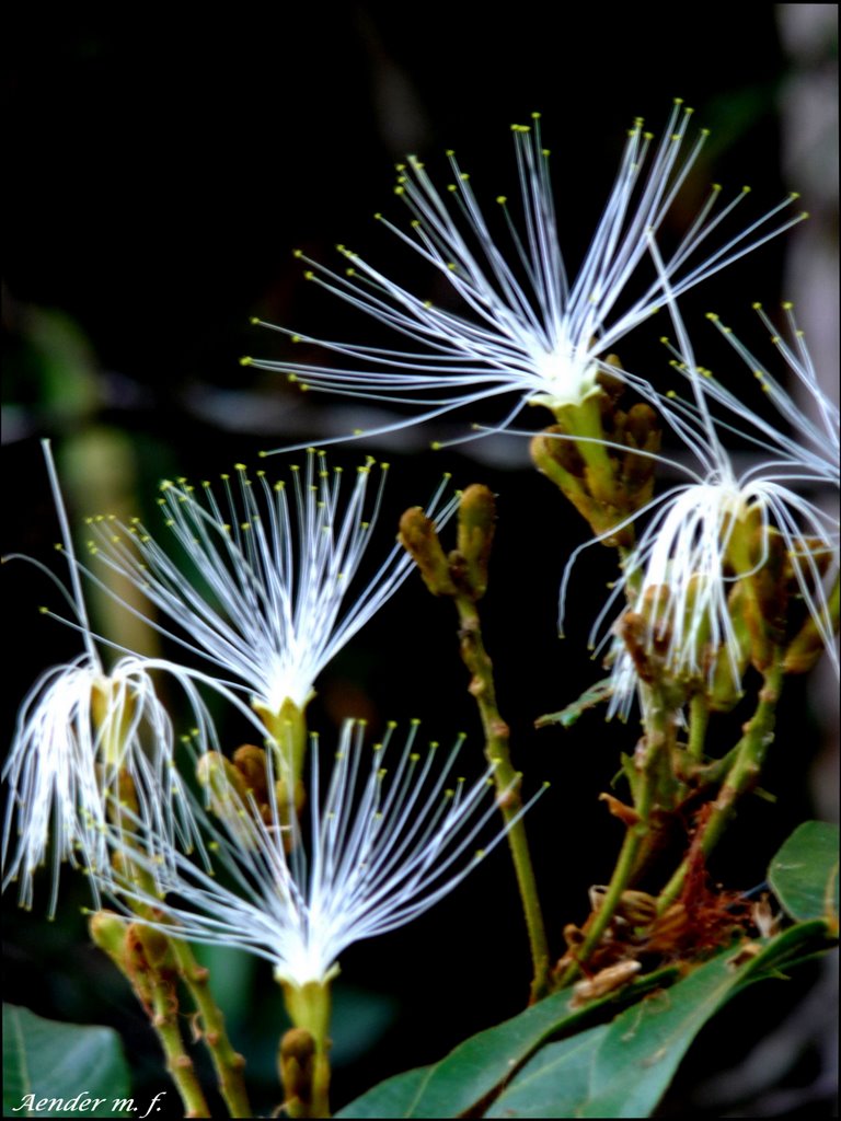 Flores do Ingazeiro (Arcos-mg) by Aender  M. Ferreira