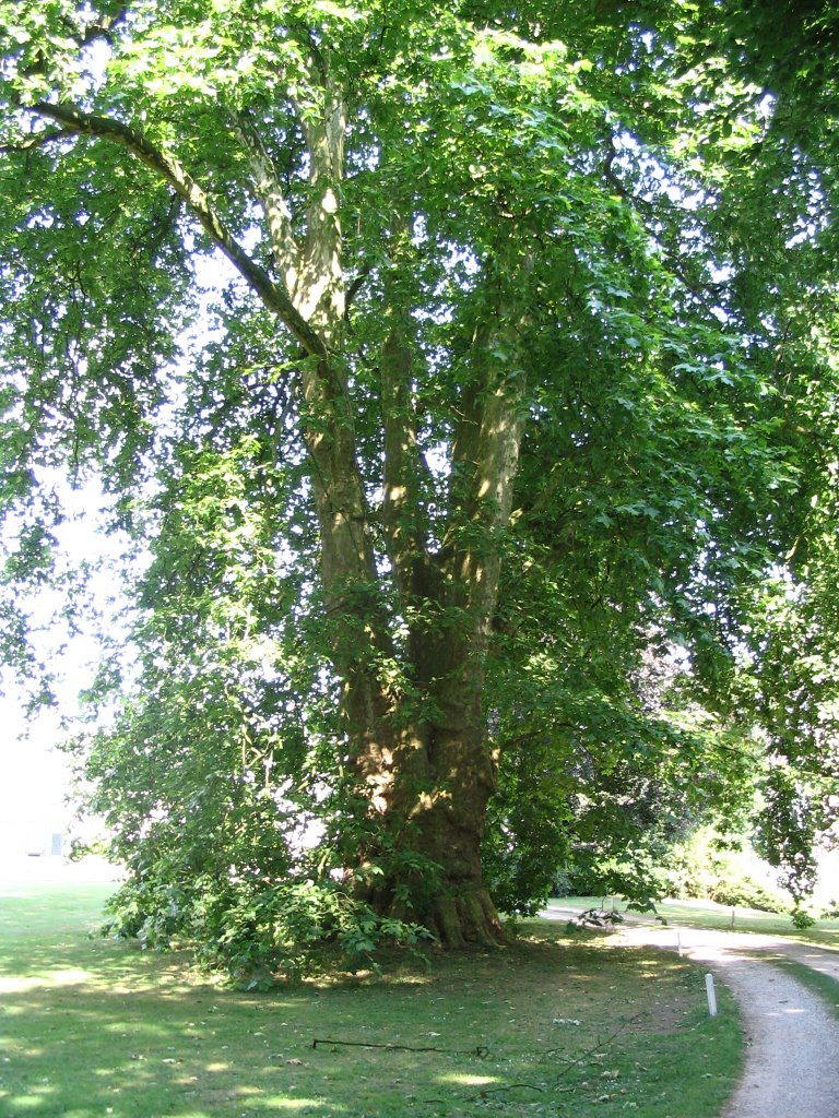 Largest Planetree in the Netherlands by © ARTHURdXYV