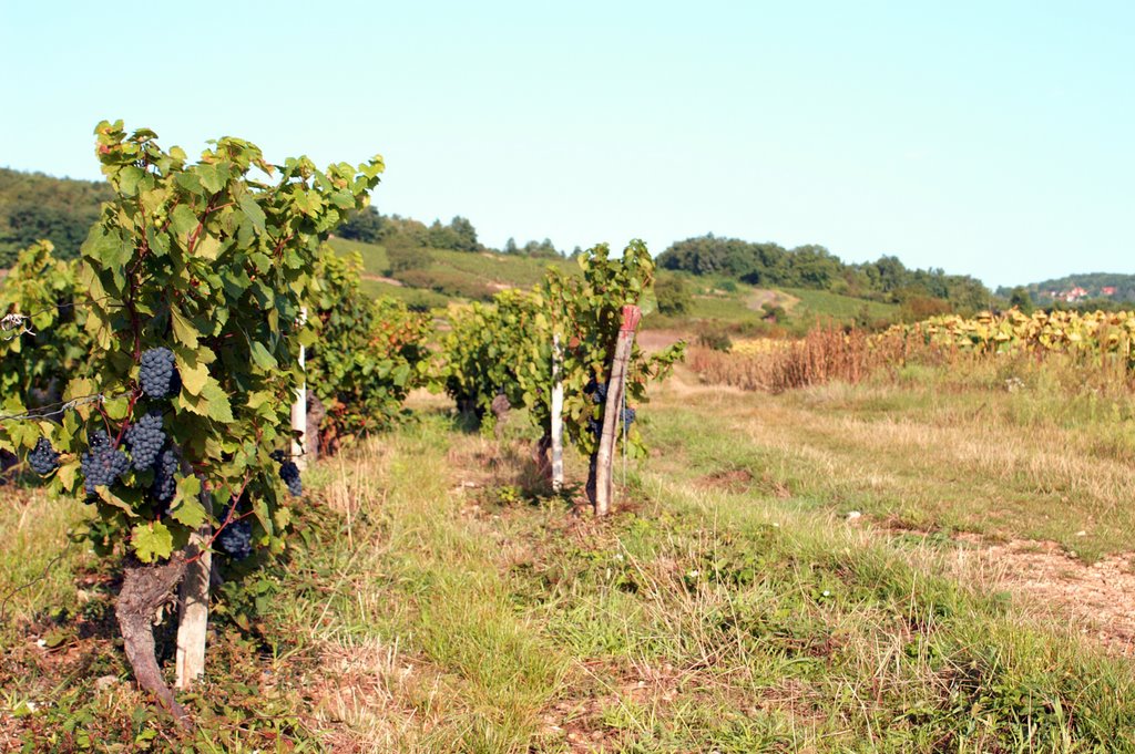 Bientôt les vendanges... by Alain CORNU