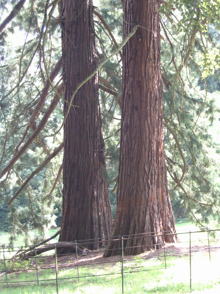 Giant Redwoods by © ARTHURdXYV