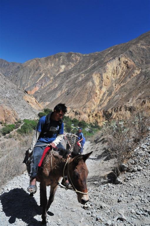 Cheval dans le canyon del colca by enroutes.com