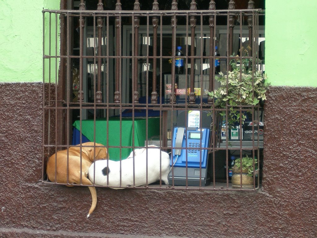 Meta la moneda con cuidado y hable bajito nn by Cesar Panizo E.