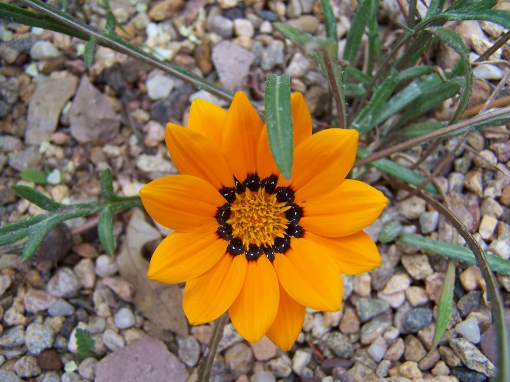 Denver Botanic Garden by Shriram Kondhawekar