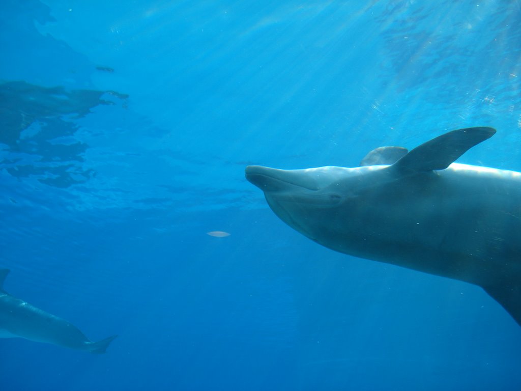 Happy Dolphin by Giuseppe Morelli