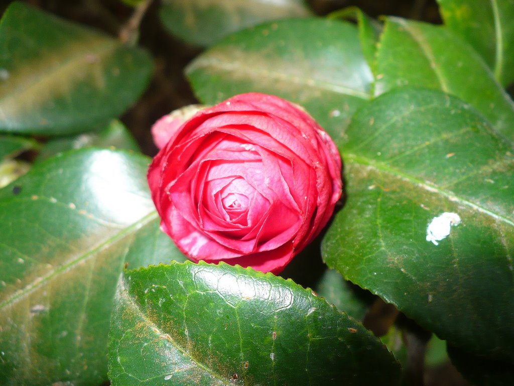 Camelia en setiembre by adelaida.schell