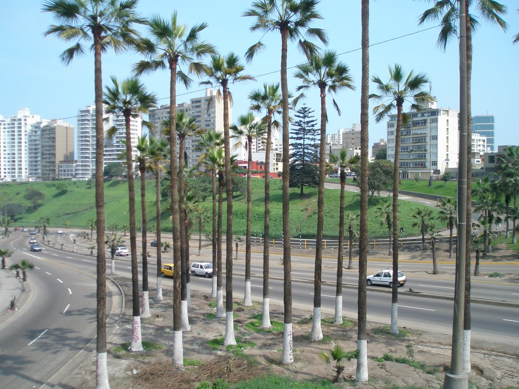 Palmeras al viento nn by Cesar Panizo E.