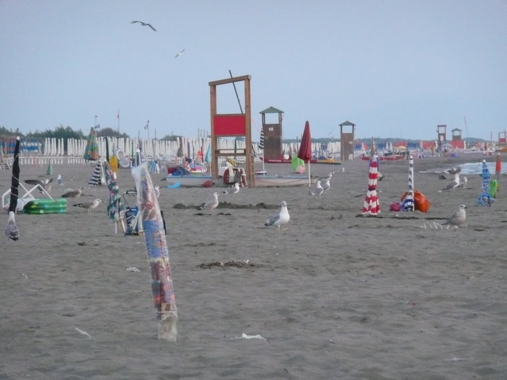 Gabbiani sulla spiaggia by Lorenzo Bossalini