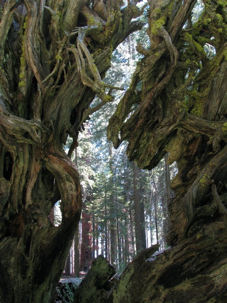 Uprooted Sequoia Tree - Mariposa Grove by sroodtuo74